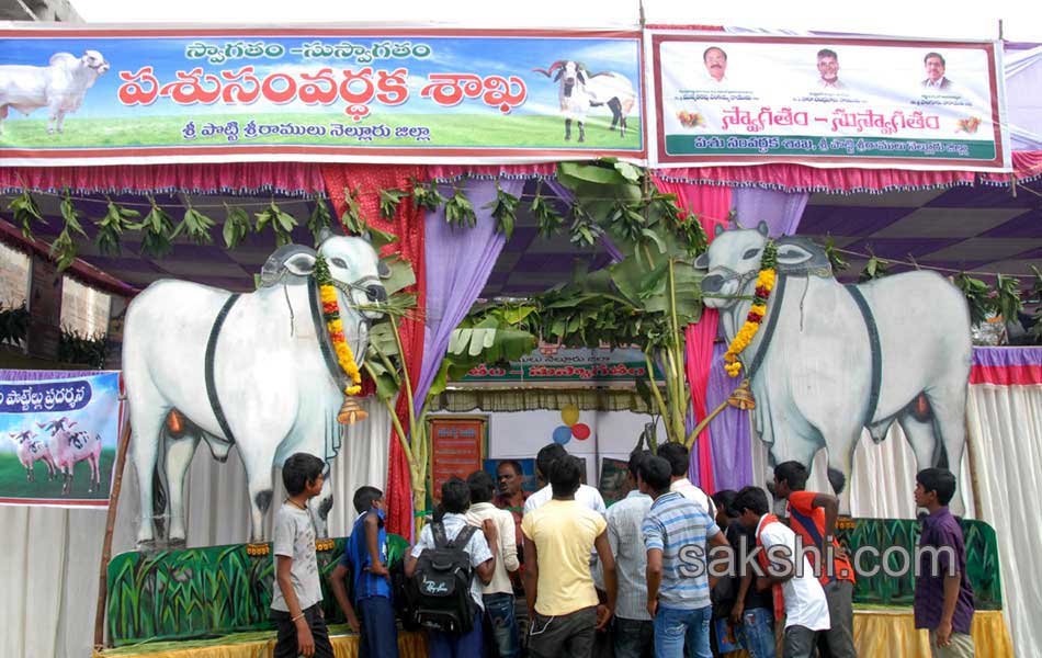 flamingo festival in Nellore district7