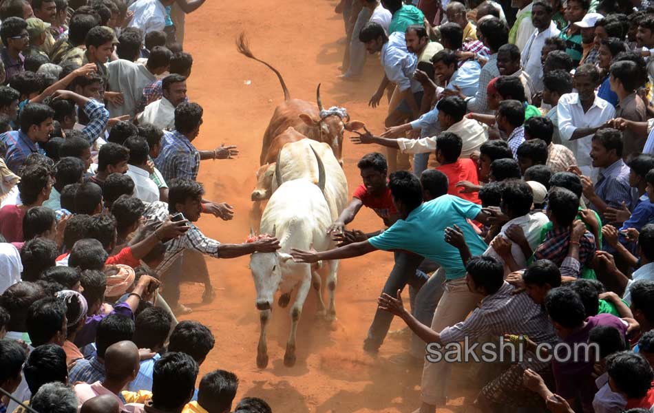 Jalligattu issue in chittor district - Sakshi5