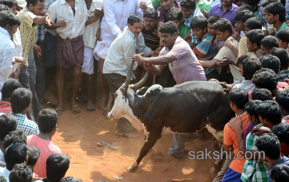 Jalligattu issue in chittor district - Sakshi11