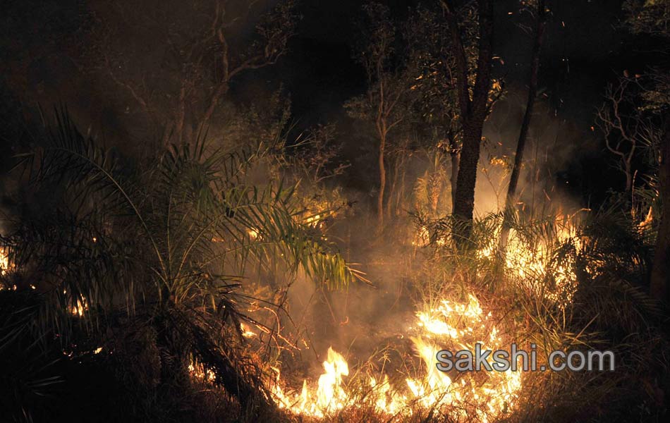 fire accidnet Tirumala Forest1