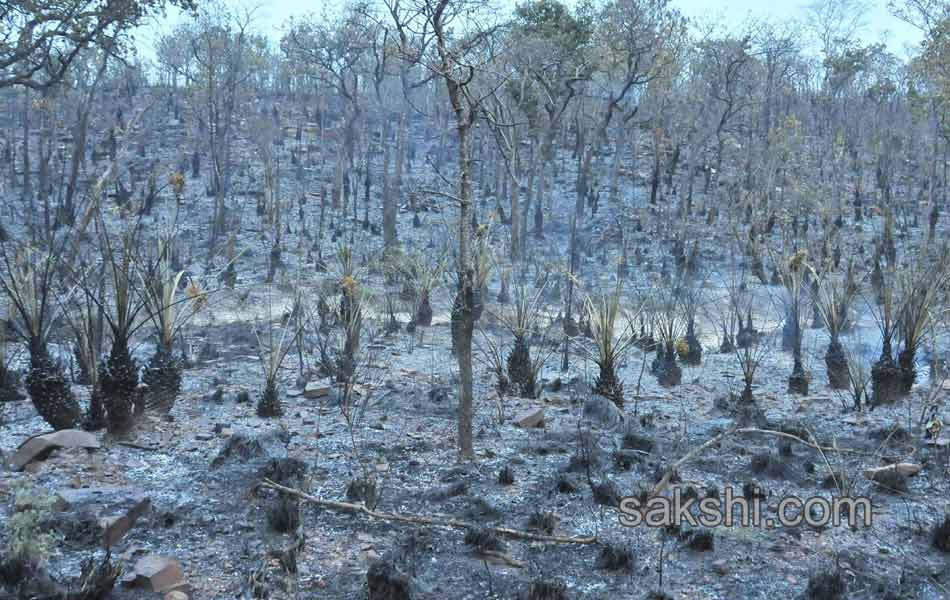 fire accidnet Tirumala Forest10