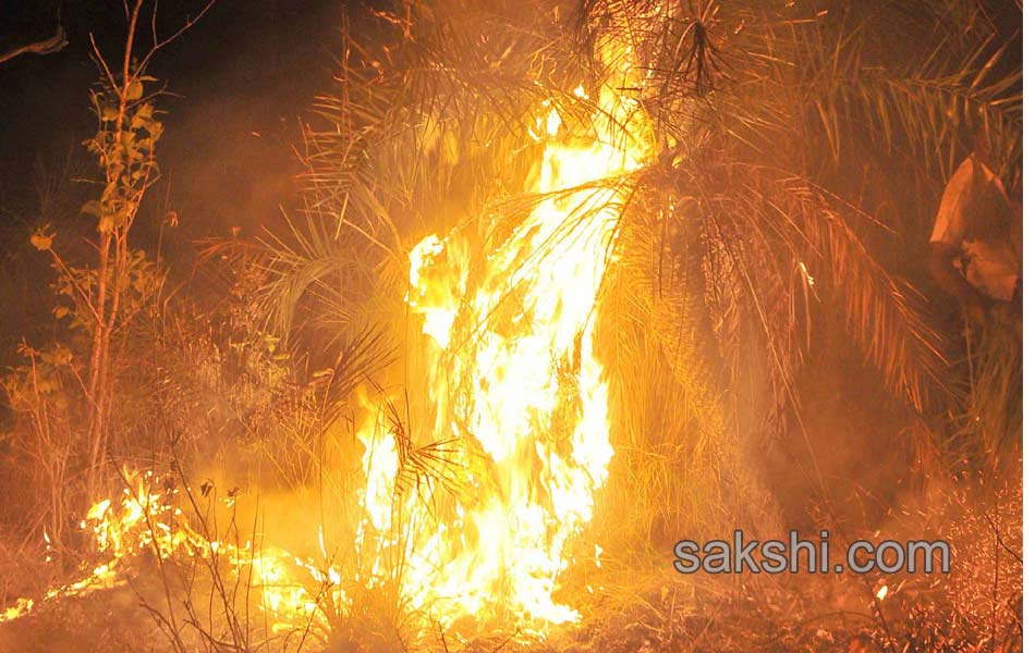 fire accidnet Tirumala Forest12