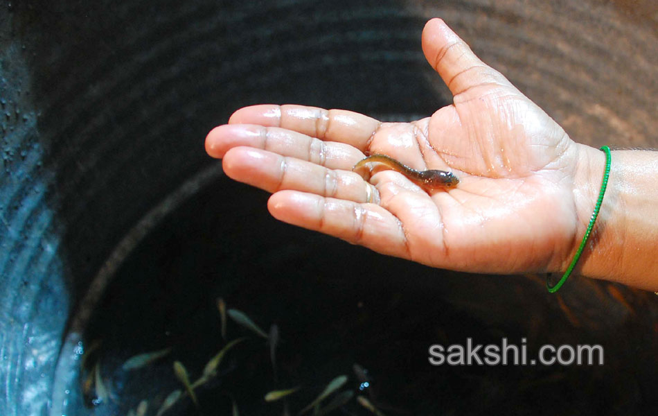 fish prasadam for asthma patients10