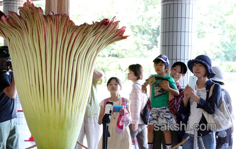 japan botanical garden2