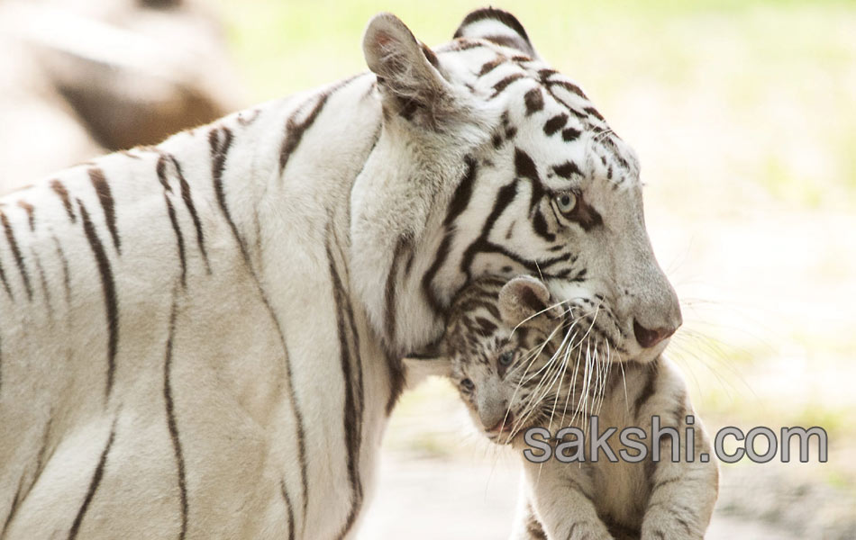 Hungary Tiger Cubs1