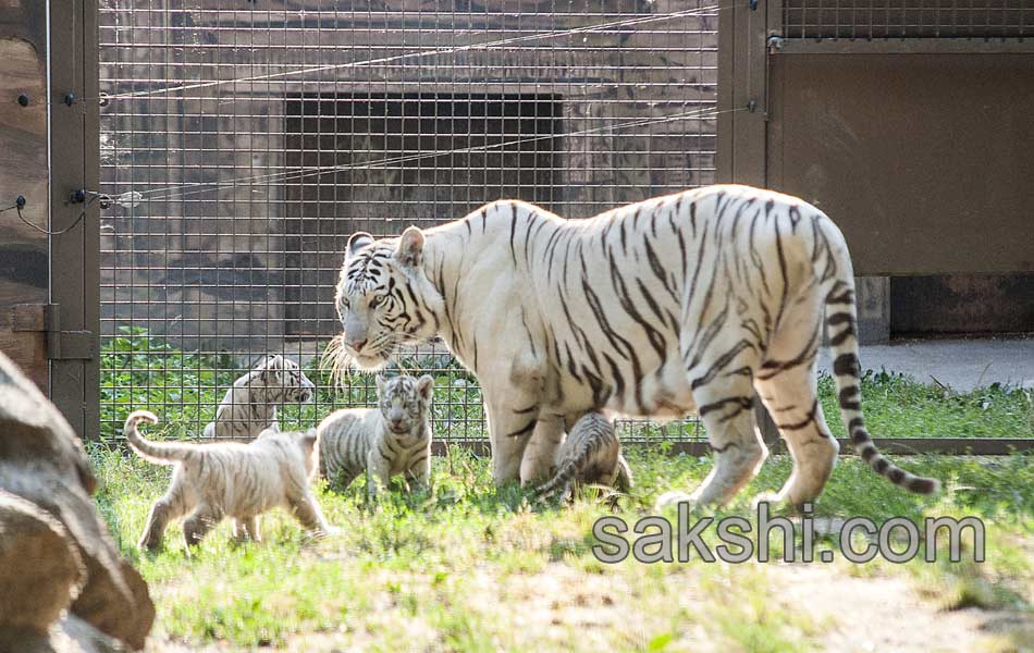 Hungary Tiger Cubs7