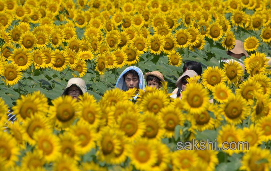 SUNFLOWERS8