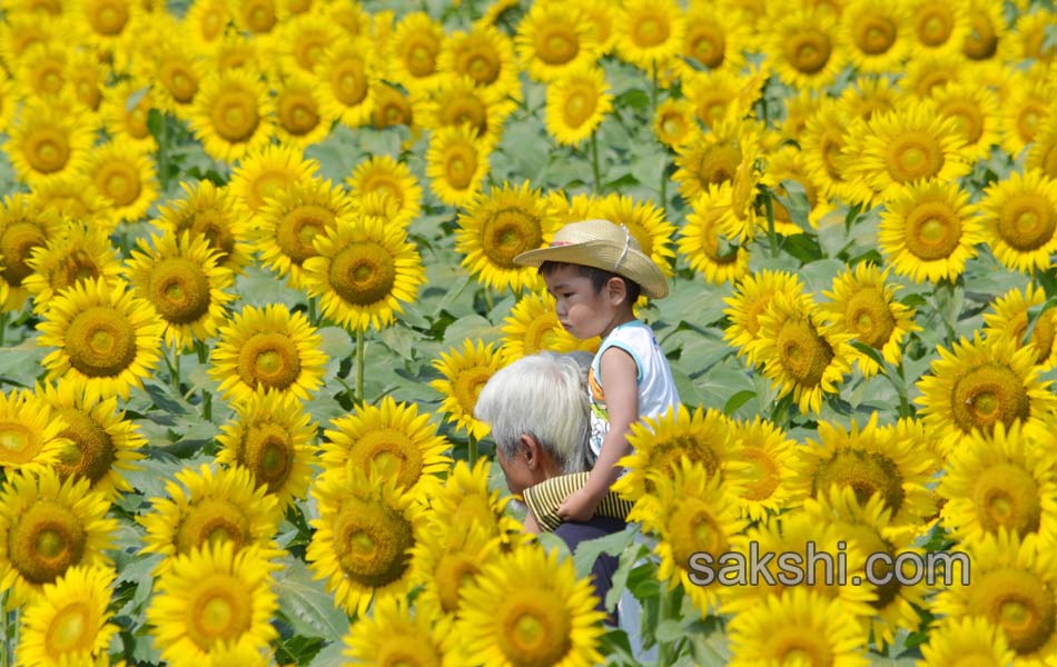 SUNFLOWERS10