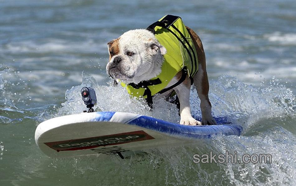 surfing bulldog - Sakshi3