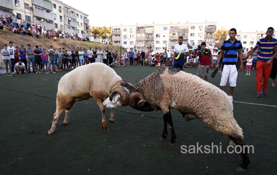 Eid al Adha festival - Sakshi1