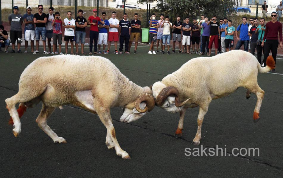 Eid al Adha festival - Sakshi2