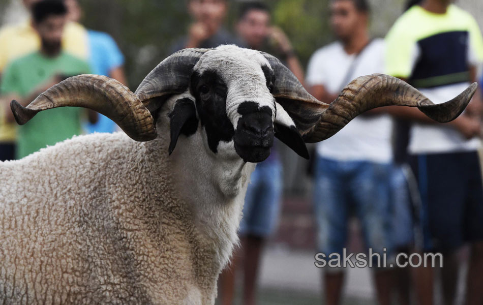 Eid al Adha festival - Sakshi7