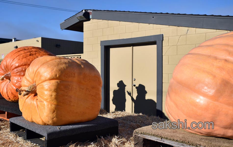 pumpkin weighing11