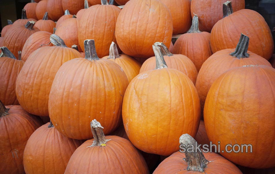 pumpkin weighing13