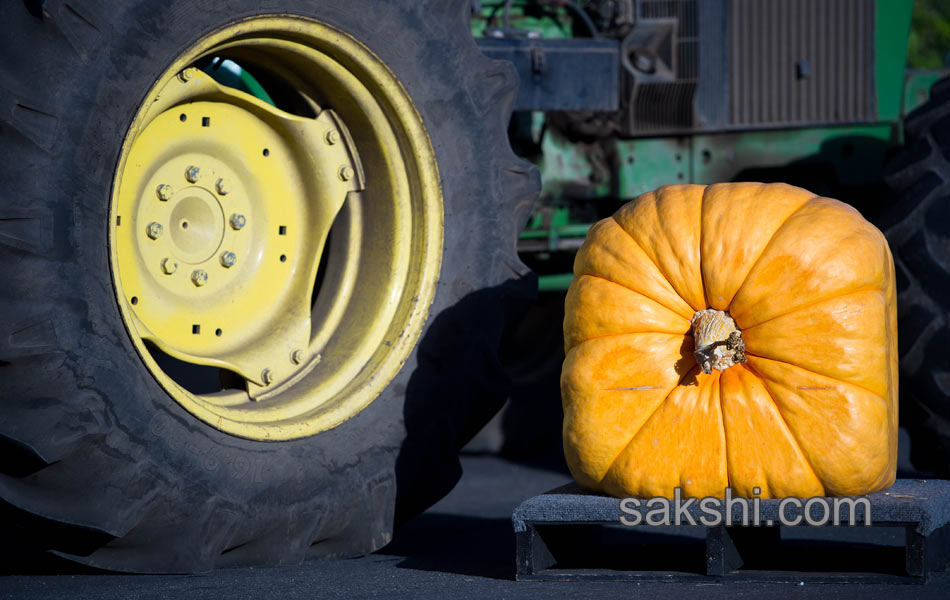 pumpkin weighing14