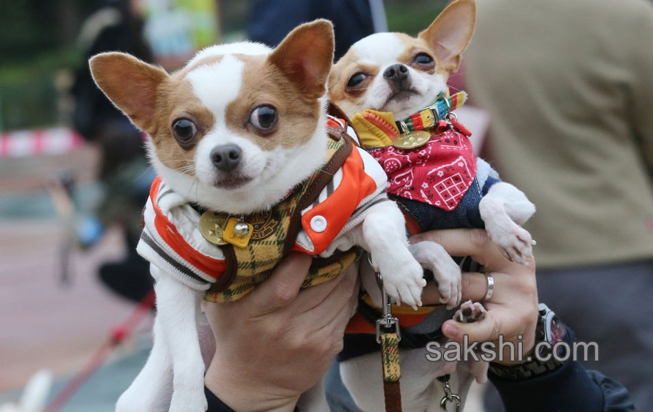 pre hallowen fashion show for puppies6