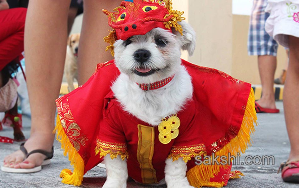 pre hallowen fashion show for puppies8