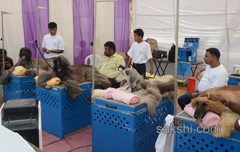 Dogs Show in hyderabad - Sakshi3