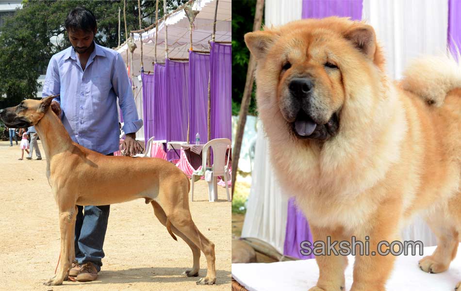 Dogs Show in hyderabad - Sakshi4