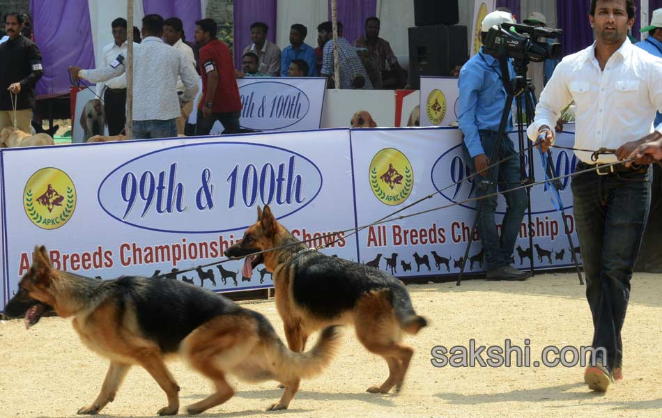 Dogs Show in hyderabad - Sakshi5