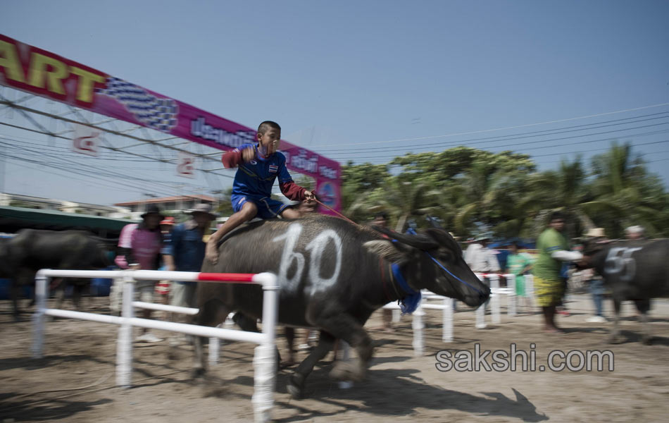 THAILAND CULTURE ANIMAL7