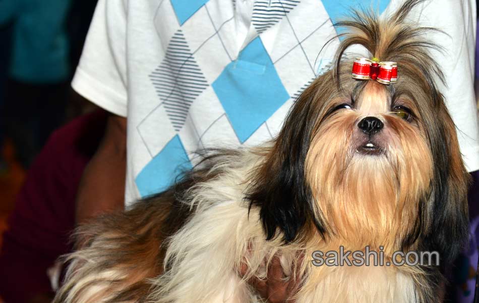 Cute Dog Show - Sakshi7