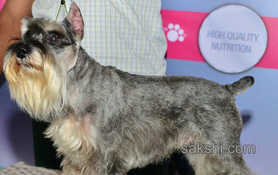 Cute Dog Show - Sakshi8