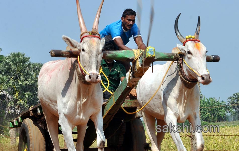 Bulls being competition at Kovur7