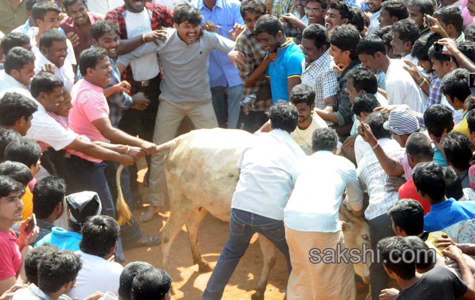 Jallikattu4