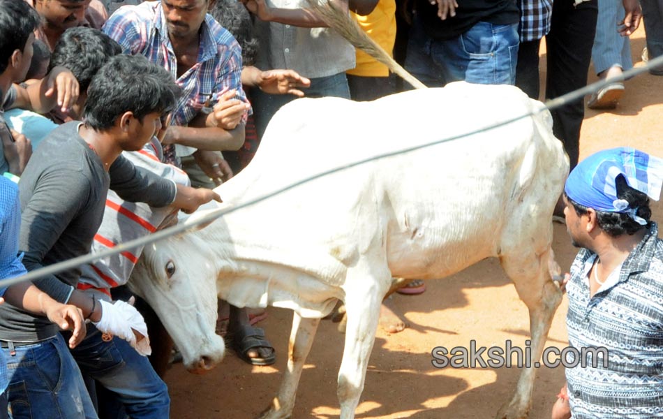 Jallikattu7