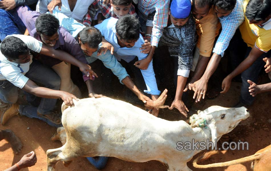 Jallikattu16