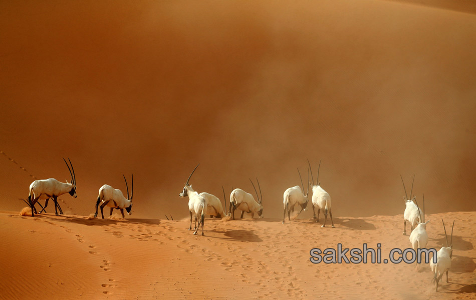 deers in desert1