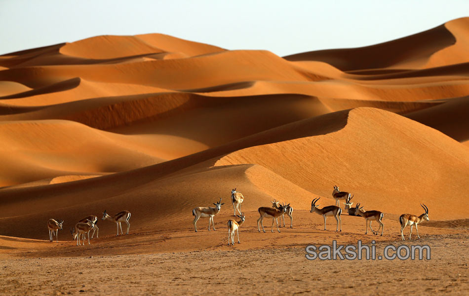 deers in desert3