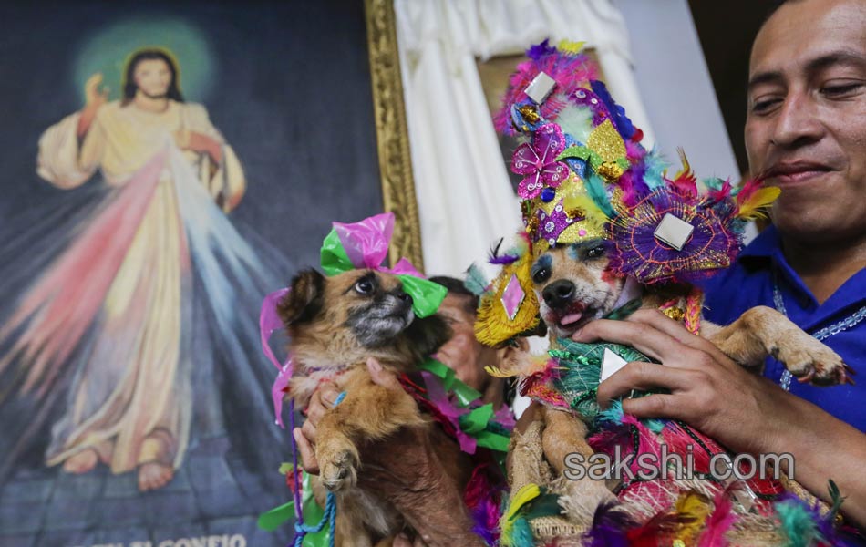 dog pulling a cart during the Saint Lazarus festival - Sakshi3