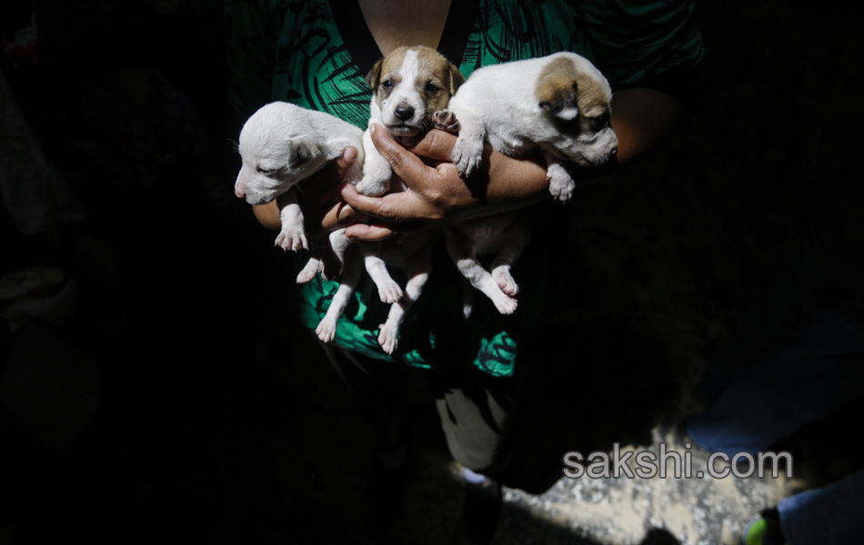 dog pulling a cart during the Saint Lazarus festival - Sakshi7