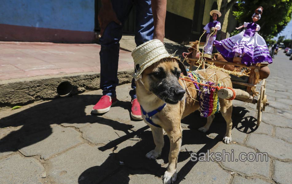 dog pulling a cart during the Saint Lazarus festival - Sakshi9