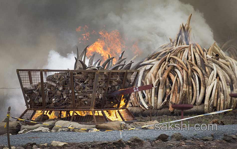 Kenya Burns Elephant Ivory Worth 105 Million to Defy Poachers8