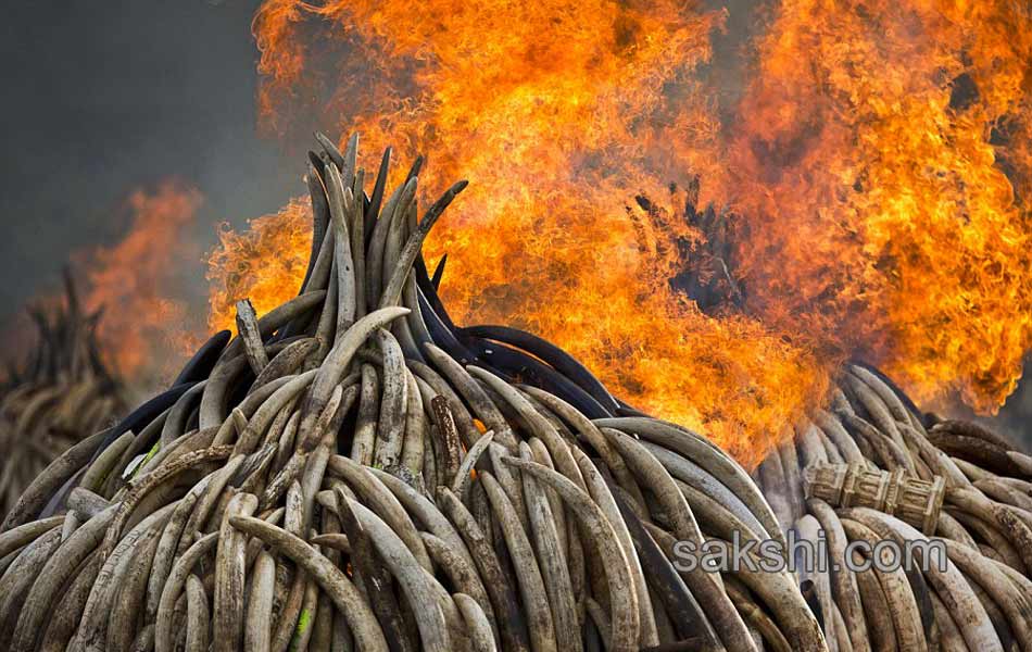 Kenya Burns Elephant Ivory Worth 105 Million to Defy Poachers12