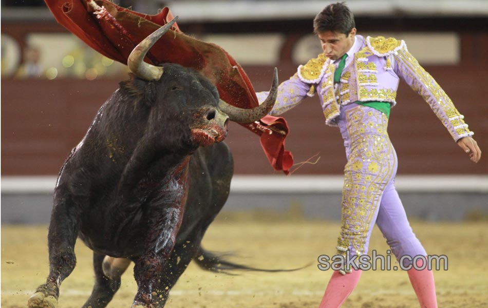 Bull fighting2