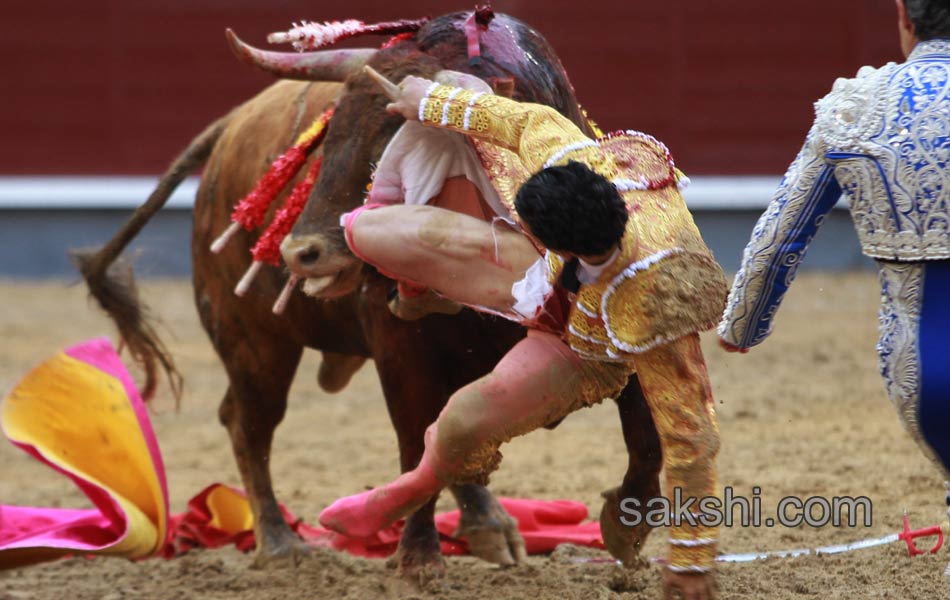 Bull fighting8