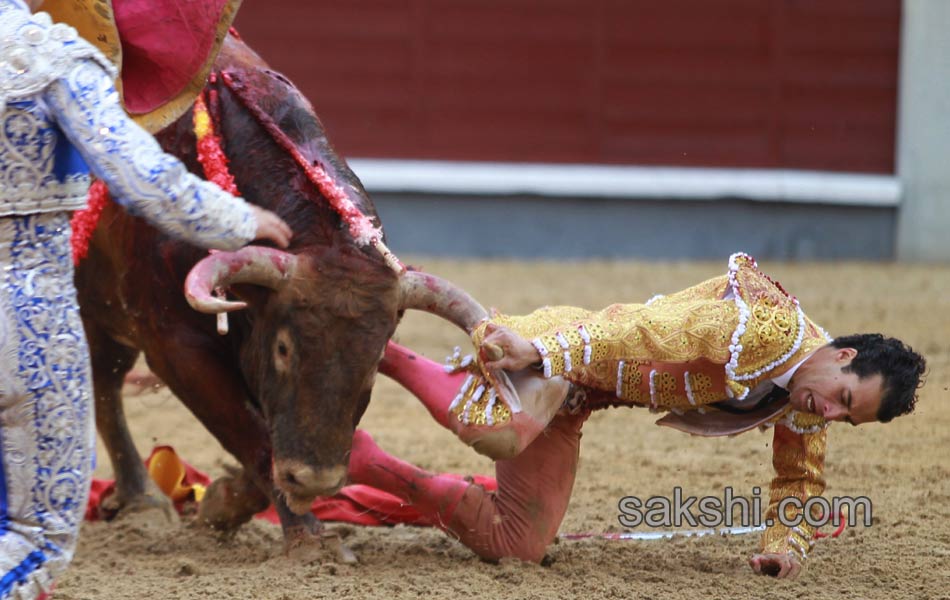 Bull fighting9