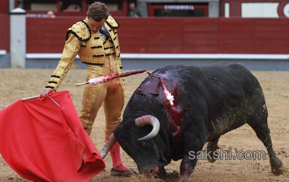 Bull fighting12