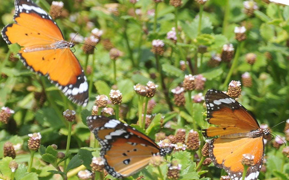 beautiful butterflies - Sakshi4