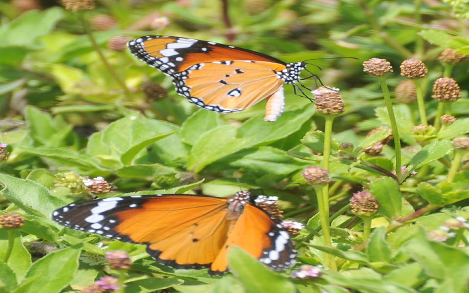 beautiful butterflies - Sakshi6