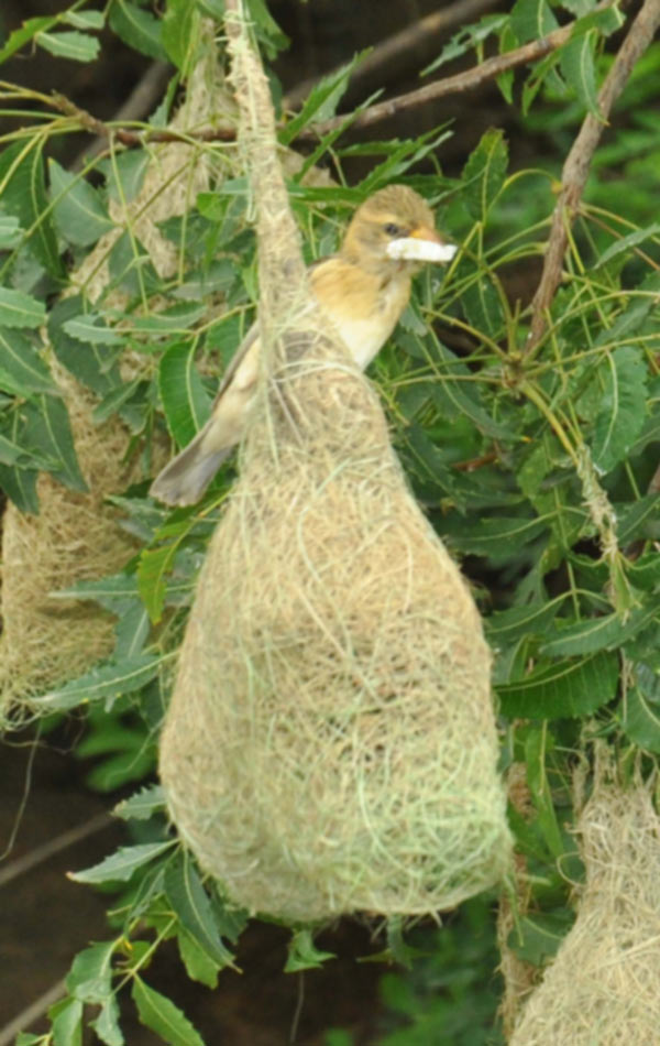 Grosbeak skills in nest construction5