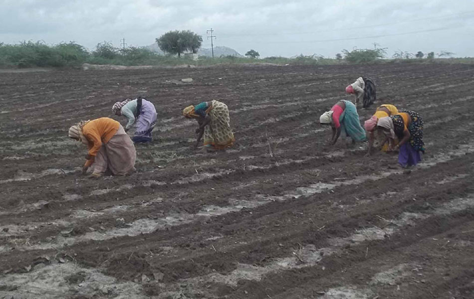 rain in kurnool district - Sakshi9