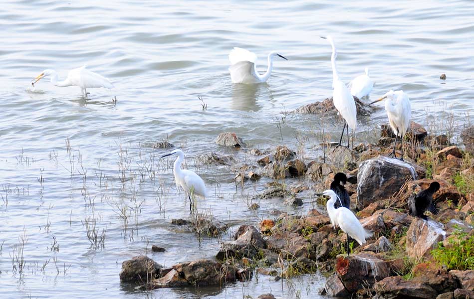 birds festival - Sakshi1