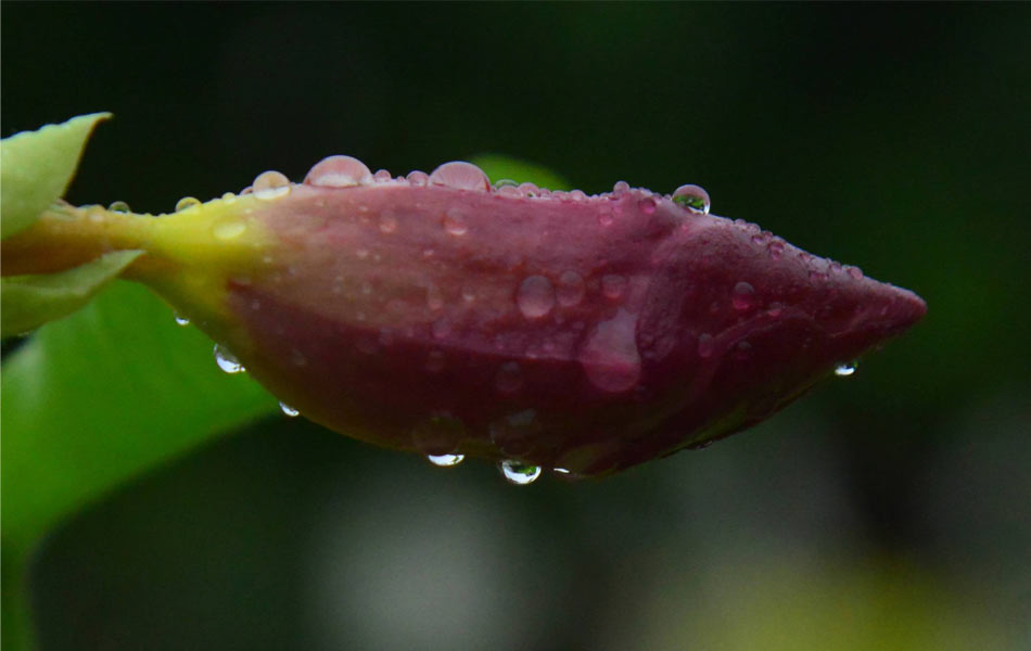 rain and flower5