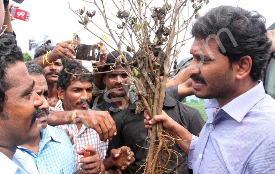 YS Jagan Tour in Guntur District Floods Area - Sakshi2