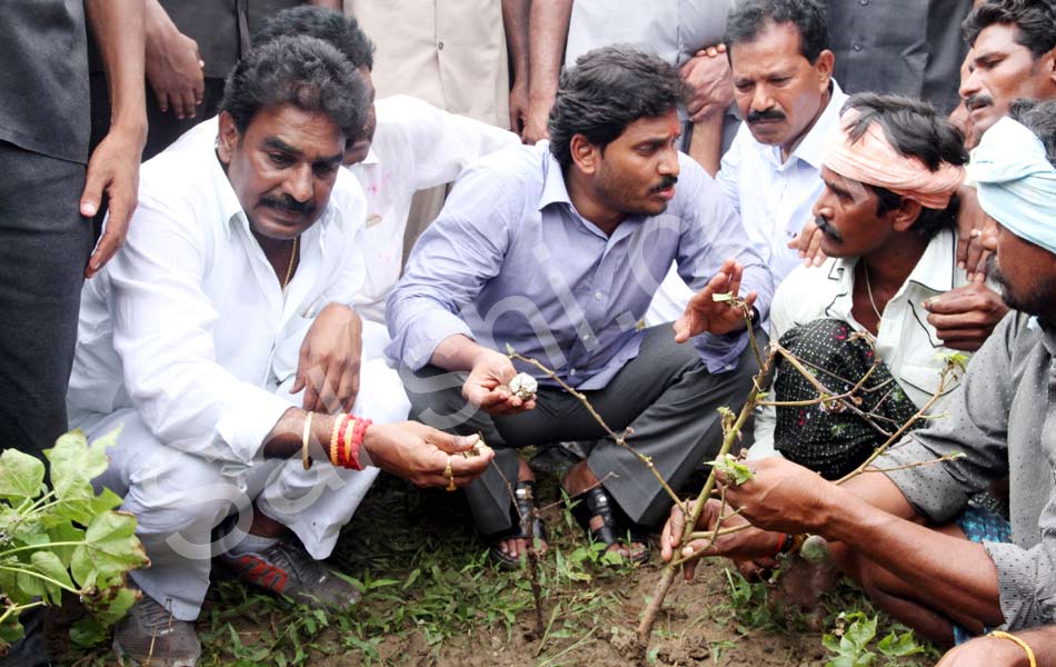 YS Jagan Tour in Guntur District Floods Area - Sakshi4